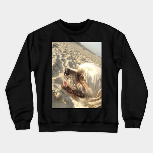 Beautiful photo of shih tzu dog on a beach while smiling Crewneck Sweatshirt by Annalisseart24